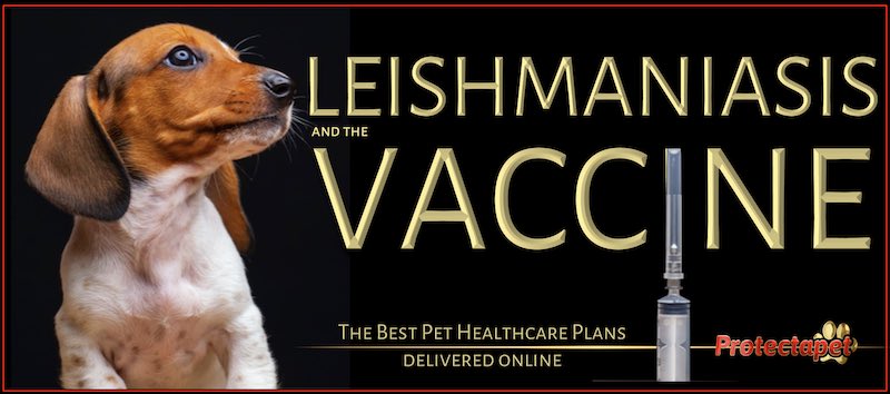 The leishmaniasis vaccine for Cats and Dogs in Spain by Protectapet 